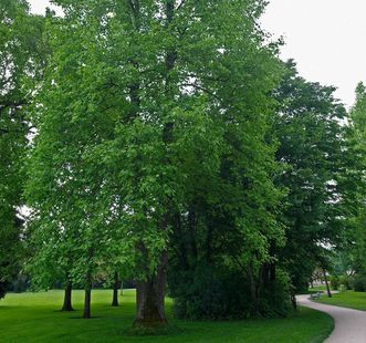 Winterlinde im Schlossgarten Favorite Rastatt