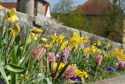 Schloss und Schlossgarten Weikersheim, Garten