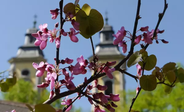 Residenzschloss Mergentheim, Garten