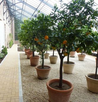 Botanischer Garten Karlsruhe, Glashaus