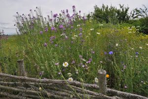 Blühende Sommerwiese auf der Heuneburg