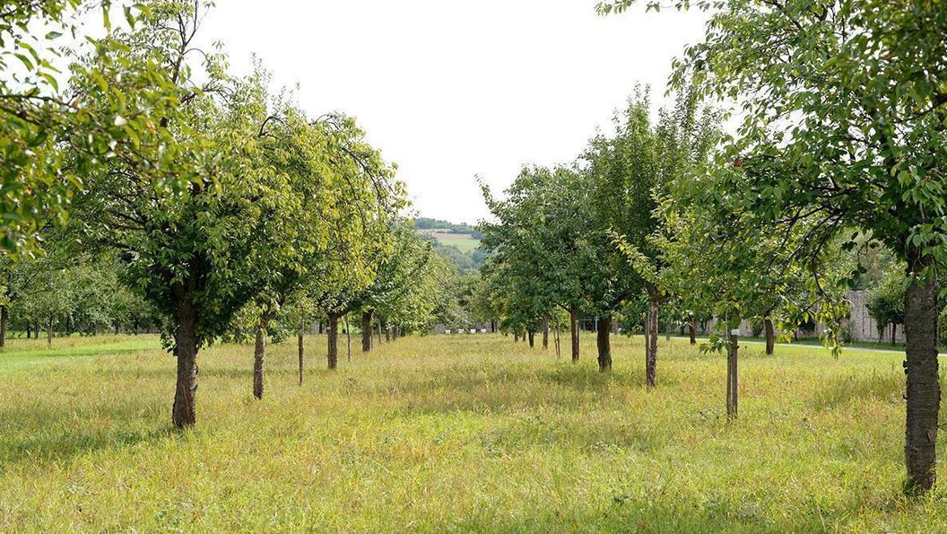 Obstgarten im Garten von Schloss Weikersheim