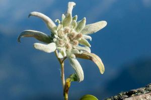 Botanischer Garten Karlsruhe, Grafik Sommerausstellung 2019