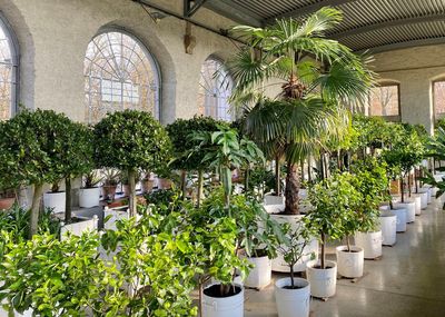 Schloss und Schlossgarten Weikersheim, Pflanzen in der Orangerie