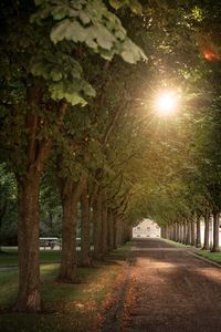 Schloss Bruchsal, Kastanienallee im Schlossgarten