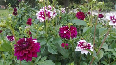 Botanischer Garten Karlsruhe, Außen, Dahlien