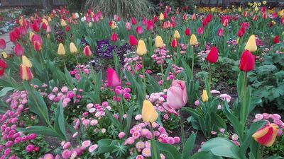 Botanischer Garten Karlsruhe, Blumenbeet mit Tulpen; Foto: Staatliche Schlösser und Gärten Baden-Württemberg, Thomas Huber