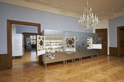 Naturalienkabinett Neues Schloss Meersburg