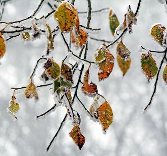 Blätter beim ersten Frost