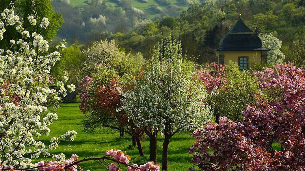 Blüten im Schlossgarten Weikersheim