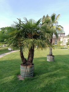 Botanischer Garten Karlsruhe, Hanfpalme 