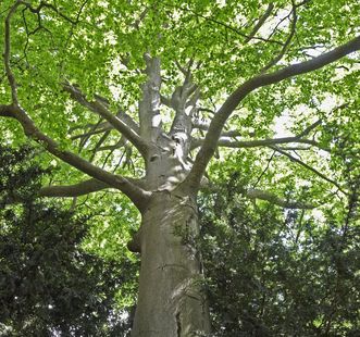 Baum im Schlossgarten Favorite Rastatt