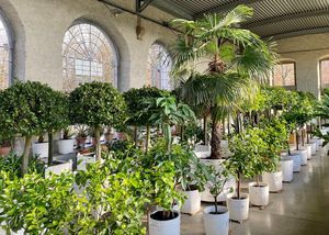 Schloss und Schlossgarten Weikersheim, Ausstellung, Pomeranzenschau