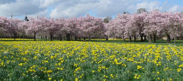 Schloss und Schlossgarten Schwetzingen, Kirschblüte im Obstgarten