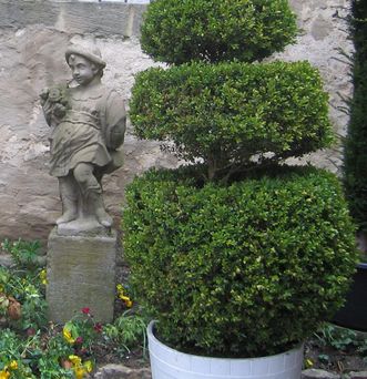 Formgehölz im Schlossgarten Weikersheim