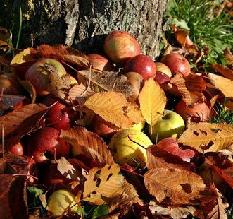 Äpfel unter einem Baum